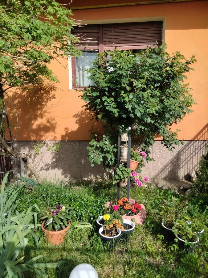 Apartament Cu Terasa La Casa Tina 티미쇼아라 외부 사진